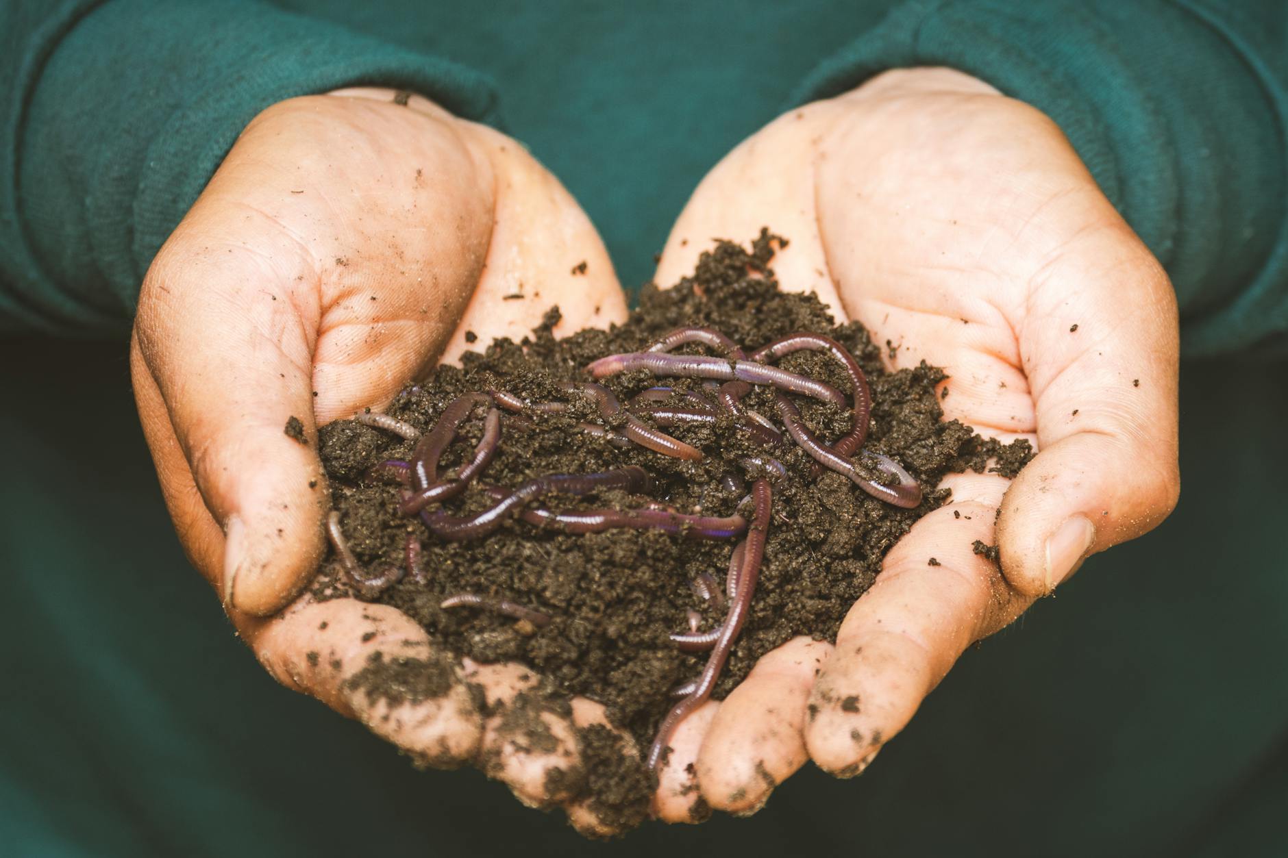 Worm Composting (Vermicomposting) at Home